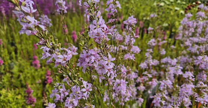Lythrum virgatum 'Joy'