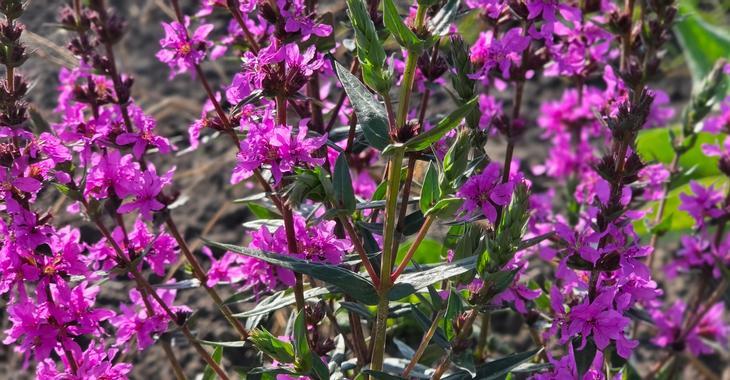 Lythrum salicaria 'Luminara Lilac'