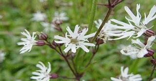 Lychnis flos-cuculi 'White Robin'