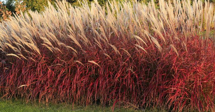 Miscanthus sinensis 'Lady in Red' PBR