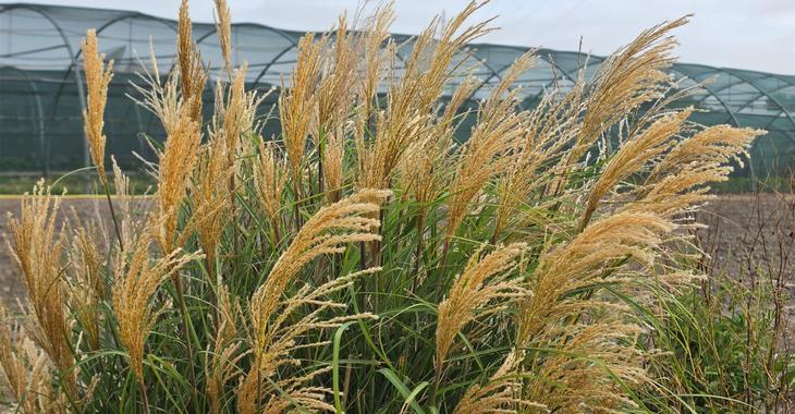 Miscanthus sinensis 'Serengeti'