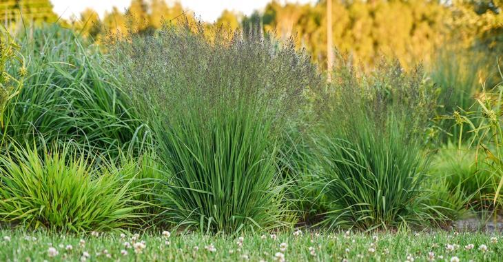 Molinia caerulea 'Banshee' PBR
