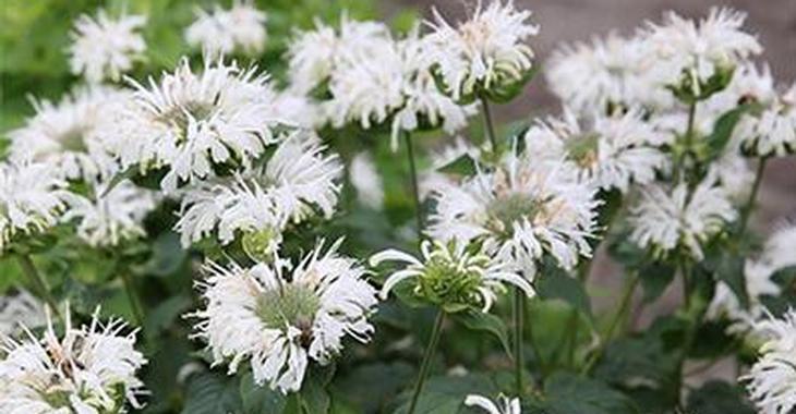 Monarda Bee-You® 'Bee-Bright'