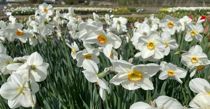 Narcissus 'Actaea' LOS