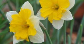 Narcissus 'Centannées'