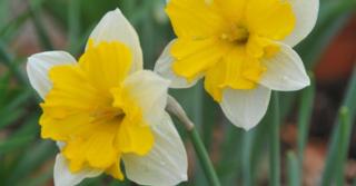 Narcissus 'Centannées' LOS