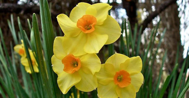 Narcissus 'Martinette'