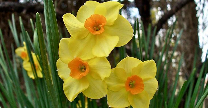 Narcissus 'Martinette' LOS