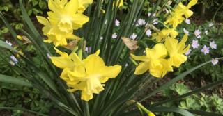 Narcissus 'Pipit' LOS