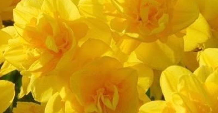 Narcissus 'Queen's Day' LOS