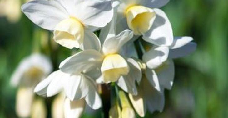 Narcissus 'Silver Chimes' LOS