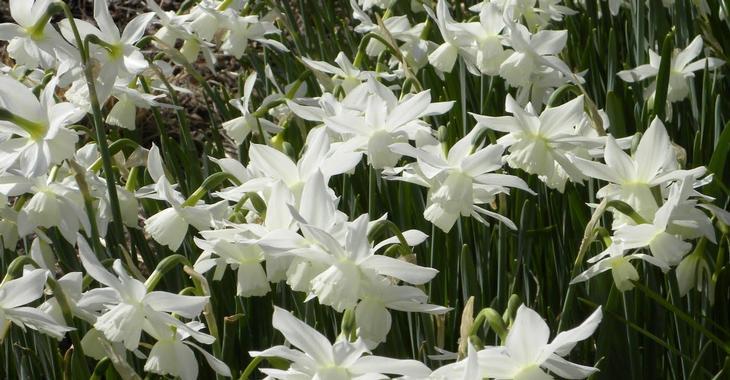 Narcissus 'Thalia'  LOS