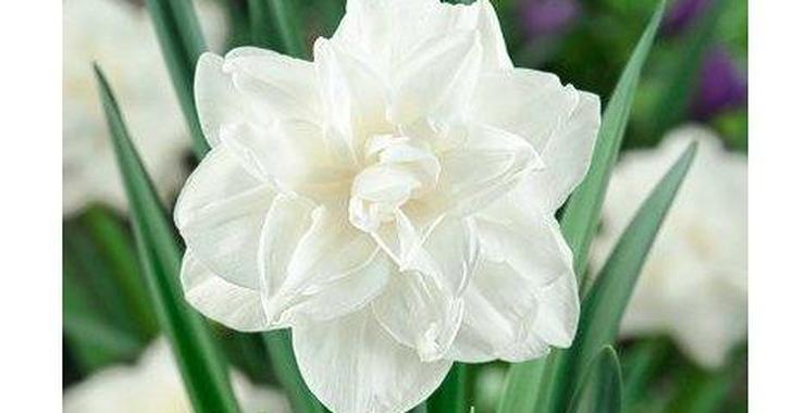Narcissus 'White Medal' LOS
