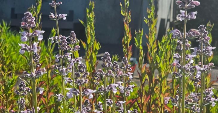Nepeta racemosa 'Amelia'