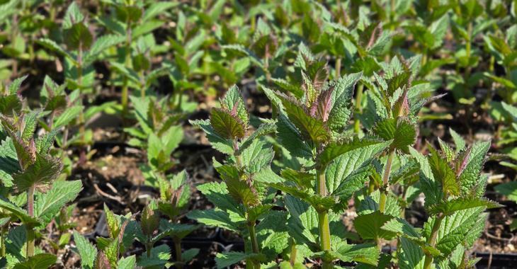 Nepeta 'Blue Planet'