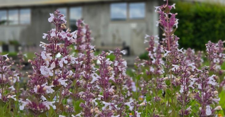 Nepeta grandiflora 'Florina'