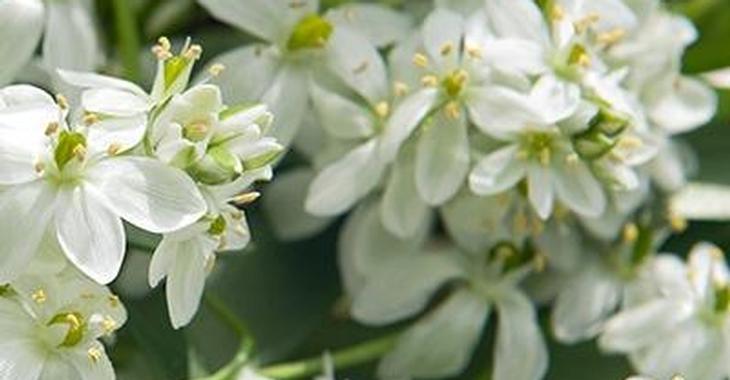 Ornithogalum balansae