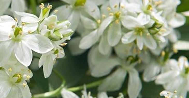 Ornithogalum balansae LOS