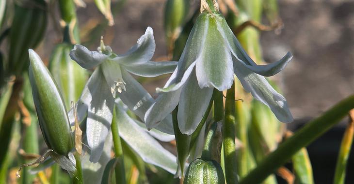 Ornithogalum nutans