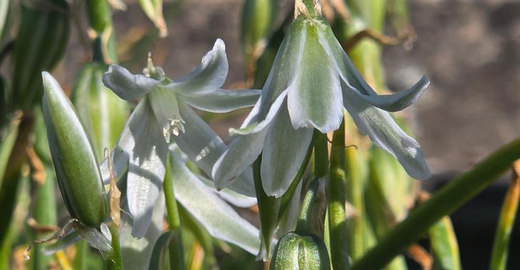 Ornithogalum nutans LOS