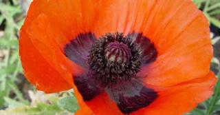 Papaver orientale 'Allegro'