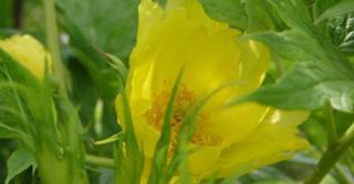 Paeonia lutea 'Ludlowii'