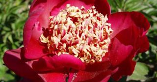 Paeonia lactiflora 'Nippon Beauty' (SD)