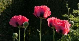 Papaver orientale 'Raspberry Queen'