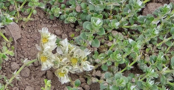 Paronychia kapela ssp. serpyllifolia
