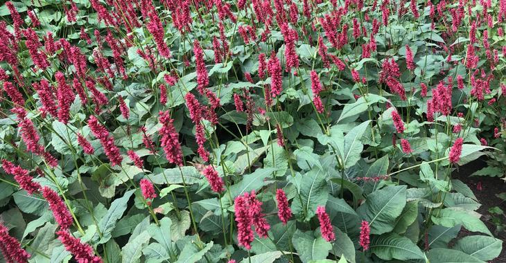 Persicaria ampl. 'Bonfire' PBR