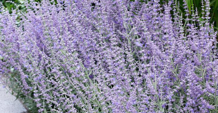 Perovskia atriplicifolia 'Prime Time' PBR