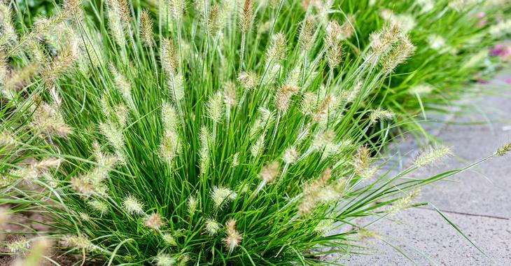 Pennisetum alopecuroides 'Tiny Twinkler' PBR