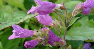 Penstemon 'Winter Star'