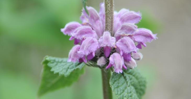 Phlomis taurica 'JS Lilac Stories' PBR