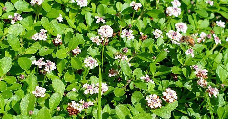 Phyla nodiflora 'Summer Pearls'