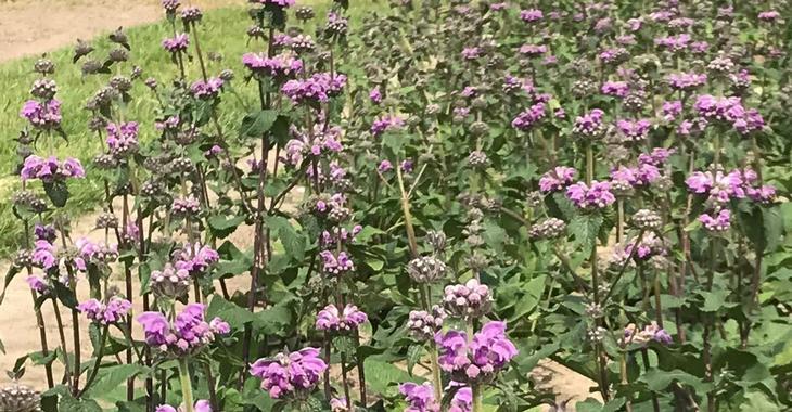 Phlomis taurica 'JS Torch of Heaven' PBR