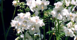 Polemonium caeruleum 'Album'