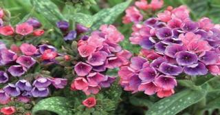 Pulmonaria 'Raspberry Splash'