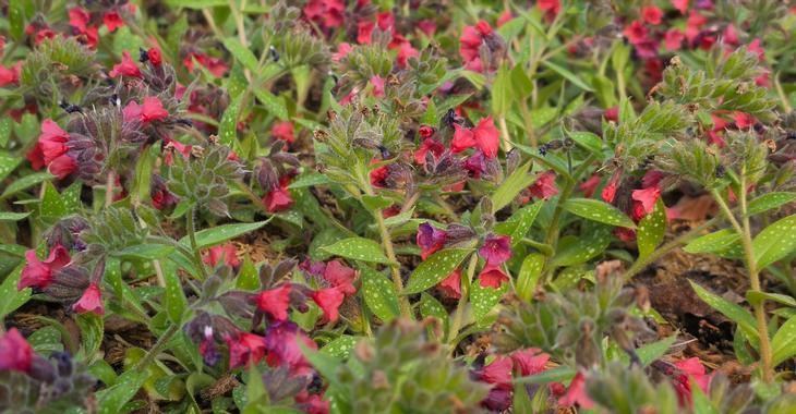 Pulmonaria 'Shrimps on the Barbie'