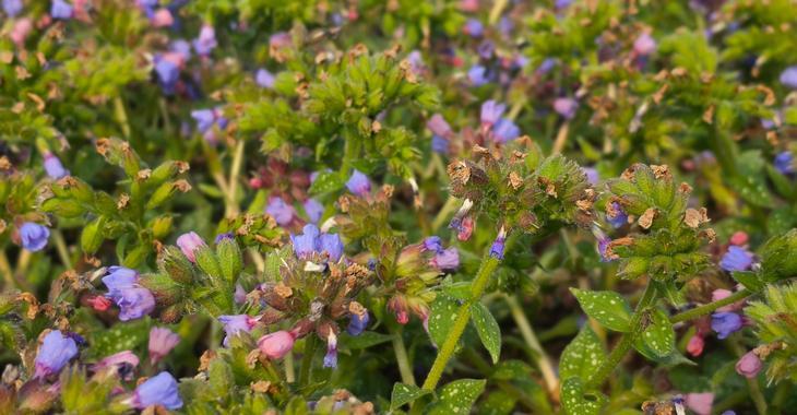 Pulmonaria 'Twinkle Toes' 