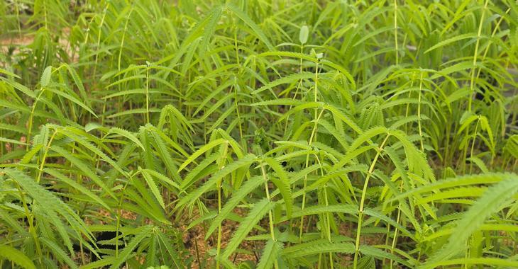 Sanguisorba tenuifolia 'All Time High'