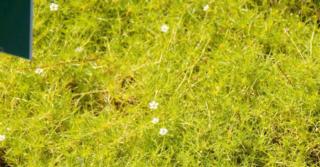 Sagina subulata 'Aurea'