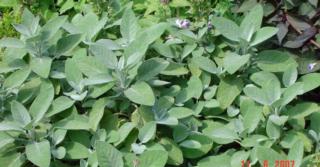 Salvia officinalis 'Berggarten' (BREEDBL. SALIE)