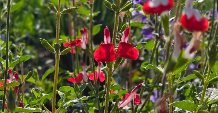 Salvia microphylla 'Hot Lips'