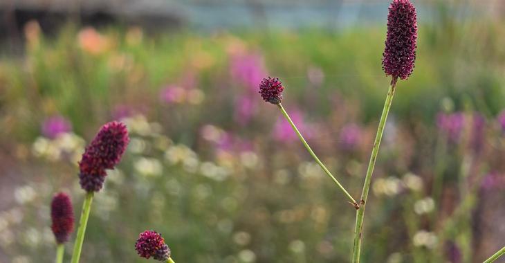Sanguisorba 'Plum Drops' PBR