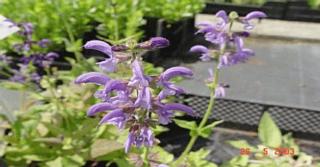 Salvia pratensis