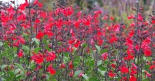 Salvia 'Royal Bumble'