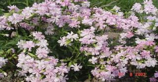 Saponaria officinalis 'Rosea Plena'