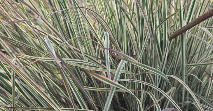 Schizachyrium scoparium 'Chameleon' PBR