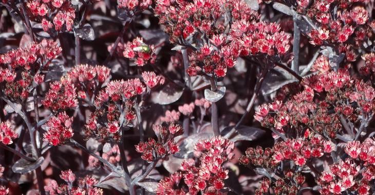 Sedum (H) 'Back in Black' PBR